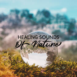 Cicadas In The Evening