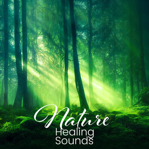 Nature Healing Sounds – A Forest Symphony (For Deep Sleep, Stress Relief, Inner Peace & Total Relax)