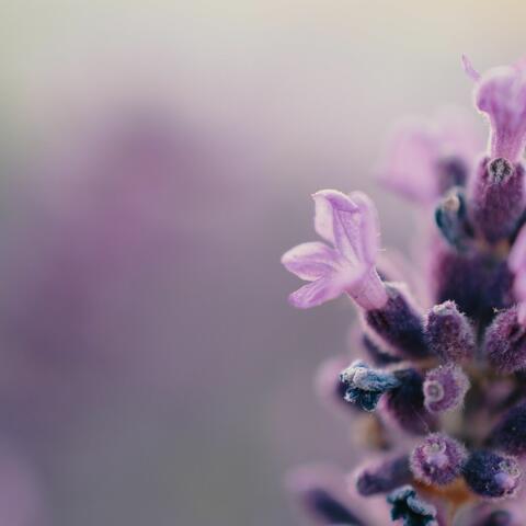 Sapphire Rain