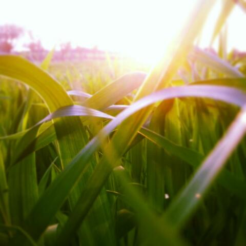 Taibucha
