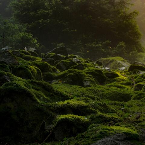 Assistants of Dreams