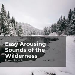 Forest Sound Effect