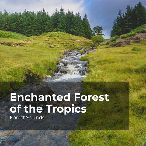 Enchanted Forest of the Tropics