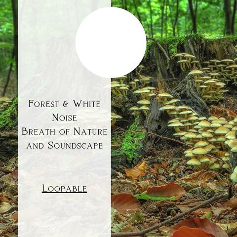 Forest & White Noise - Breath of Nature and Soundscape, Loopable