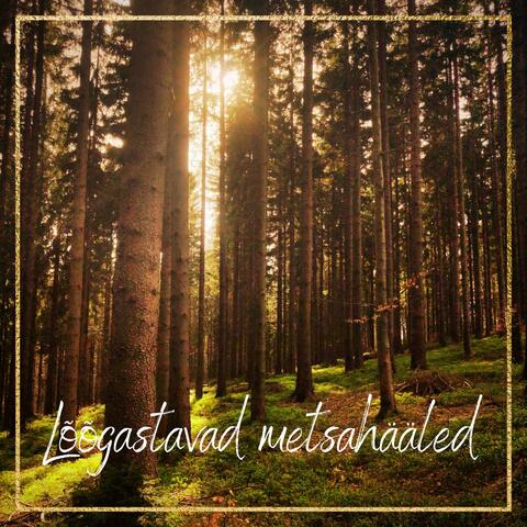 Lõõgastavad metsahääled - kõrgvaim, energia, sügav loodus, metsa jõud, meditatsioon, jooga, hingamine, ärevus, unemuusika, SPA