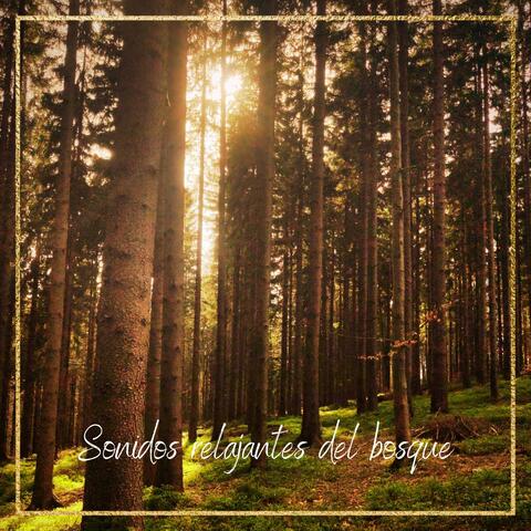 Sonidos relajantes del bosque: buen humor, energía, naturaleza profunda, poder del bosque, meditación, yoga, respiración, ansiedad, música para dormir, SPA