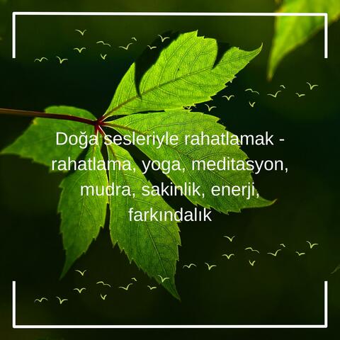 Doğa sesleriyle rahatlamak - rahatlama, yoga, meditasyon, mudra, sakinlik, enerji, farkındalık