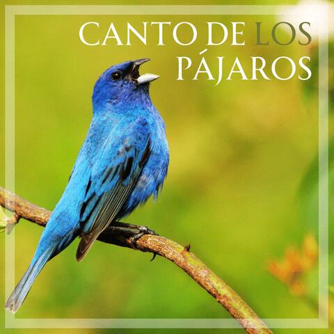 Canto de los pájaros - baño en el bosque