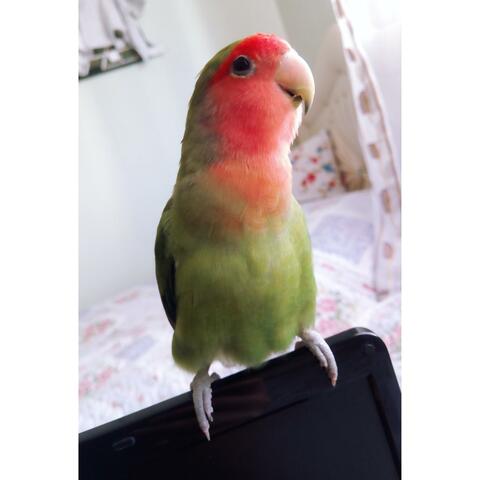 Dhoboo