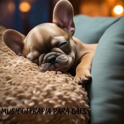 Música calmante para cães