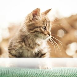 Ethereal Tones Surrounded By Scented Meadows