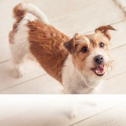 Soft Intermezzo Amid Arborescent Flora