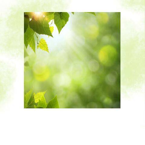 The Tranquil Melodies of The Woods - A Relaxation Journey Through Nature’s Sounds and Music