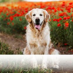 Placid Alborada Amid Lush Forests