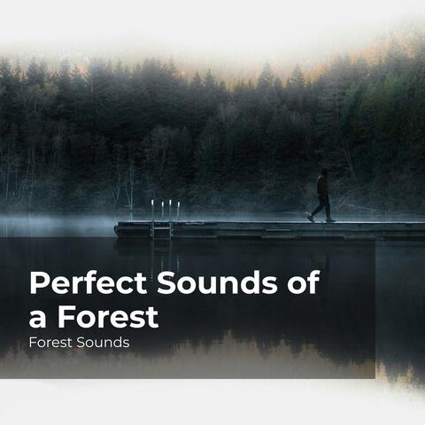 Perfect Sounds of a Forest