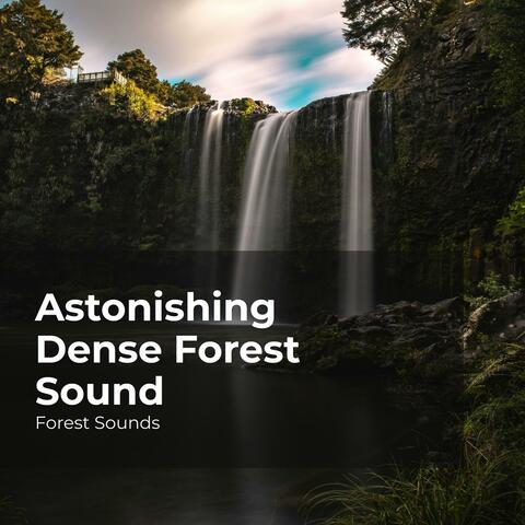 Astonishing Dense Forest Sound