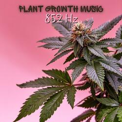 Greenhouse Groove