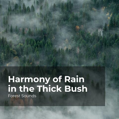 Harmony of Rain in the Thick Bush
