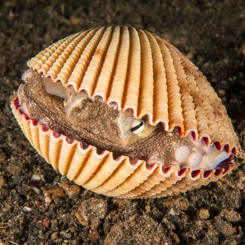 Pepperspore Destroyer Fungi