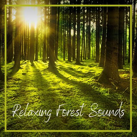 Relaxing Forest Sounds - High Spirits, Energy, Meditation, Yoga, Breathing, Stress, Anxiety, Sleep Music, SPA