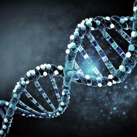 DNA Regeneration During Sleep