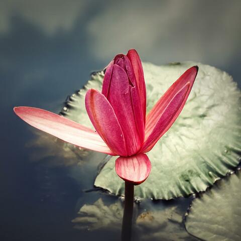 Echo in the Sacred Lily