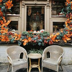 Starlight Over Maple Trees