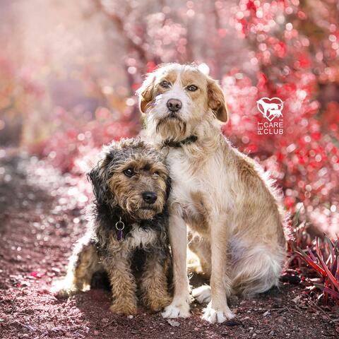 Safe Paws You Are Not Alone