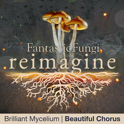 Brilliant Mycelium