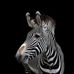 Tropical Savanna