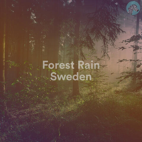 Forest Rain Sweden
