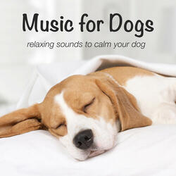 Relaxing Dog at Home