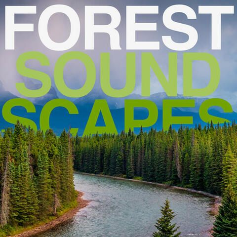 Forest Soundscapes