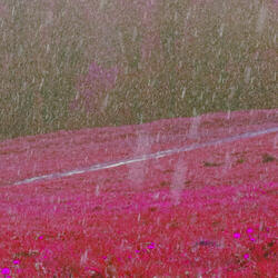 LA Rain (Pink Noise [Loopable])