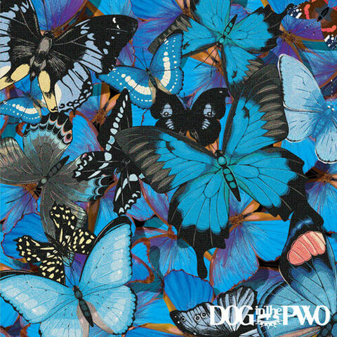 Swallowtail.