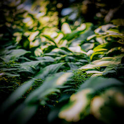 Green Nature