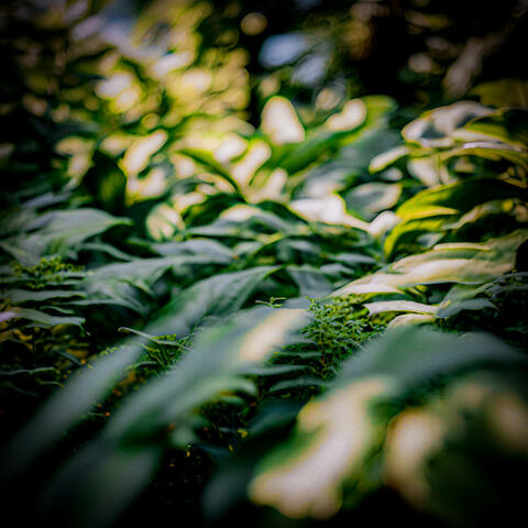 Green Nature