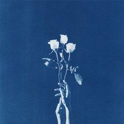 Roses Fly