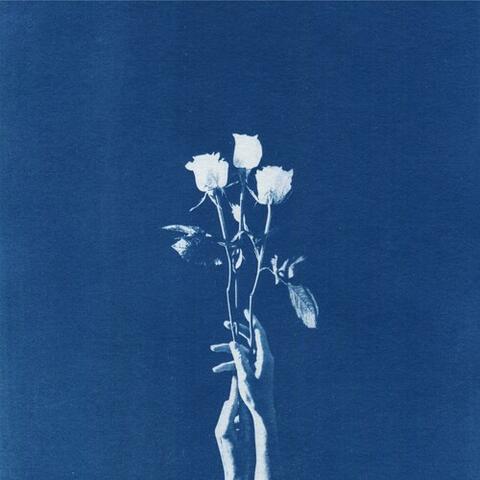 Roses Fly