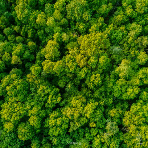 Classic Forest II