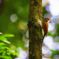 Woodpecker in Forest: Birds, Cuckoo in Spring