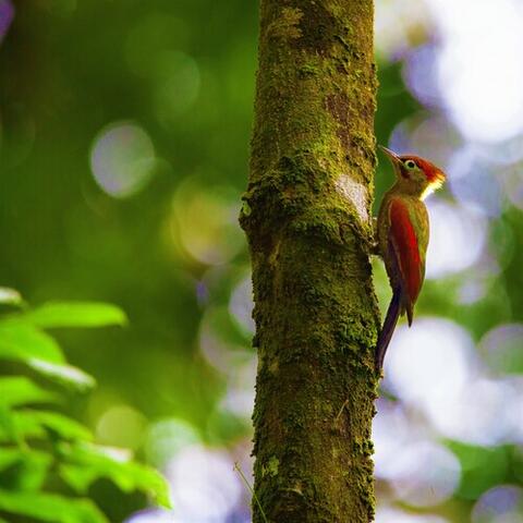 Woodpecker in Forest: Birds, Cuckoo in Spring