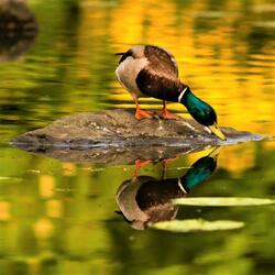 Relaxing Nature in a Park: Ducks on a Lake and Water Sounds