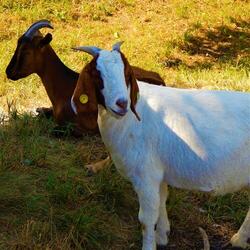 Goats in a Meadow: Relaxing Countryside Sounds