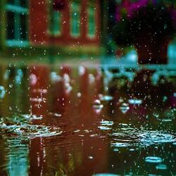 Gentle Rain Sound : Relaxing Drops and Thunder for Relaxation
