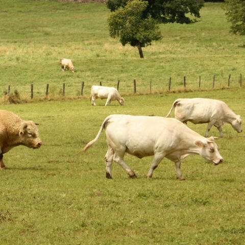 Cow Pasture - Single