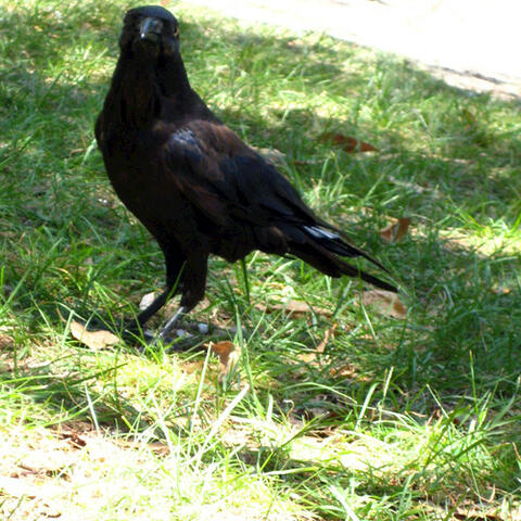 Crows Nd Magpies - Single