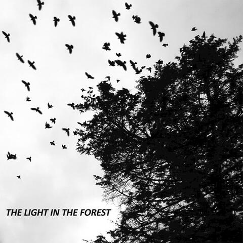 The Light in the Forest