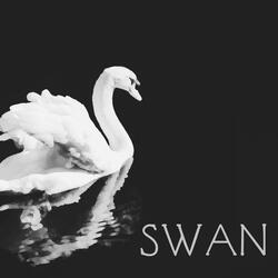 Swan