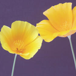 이제부터 영원까지